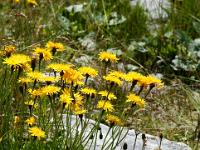 Leuchtendes Habichtskraut